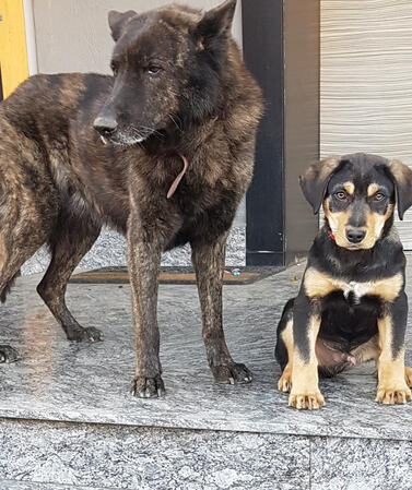 Max with his companion