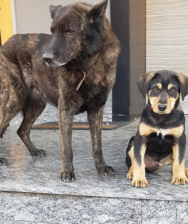 Max with his companion Max with his companion